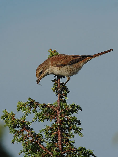 Pikkulepinkäinen, Red-backed Shrike, Lanius collurio